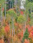 USA-Utah-Logan Canyon Colorful aspens in autumn Art Print